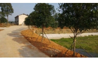 長沙望城農(nóng)莊綠化改造圓滿完成